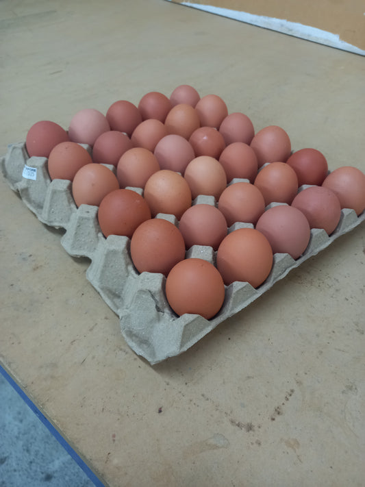 Fresh free range Farm Eggs from the Hurunui